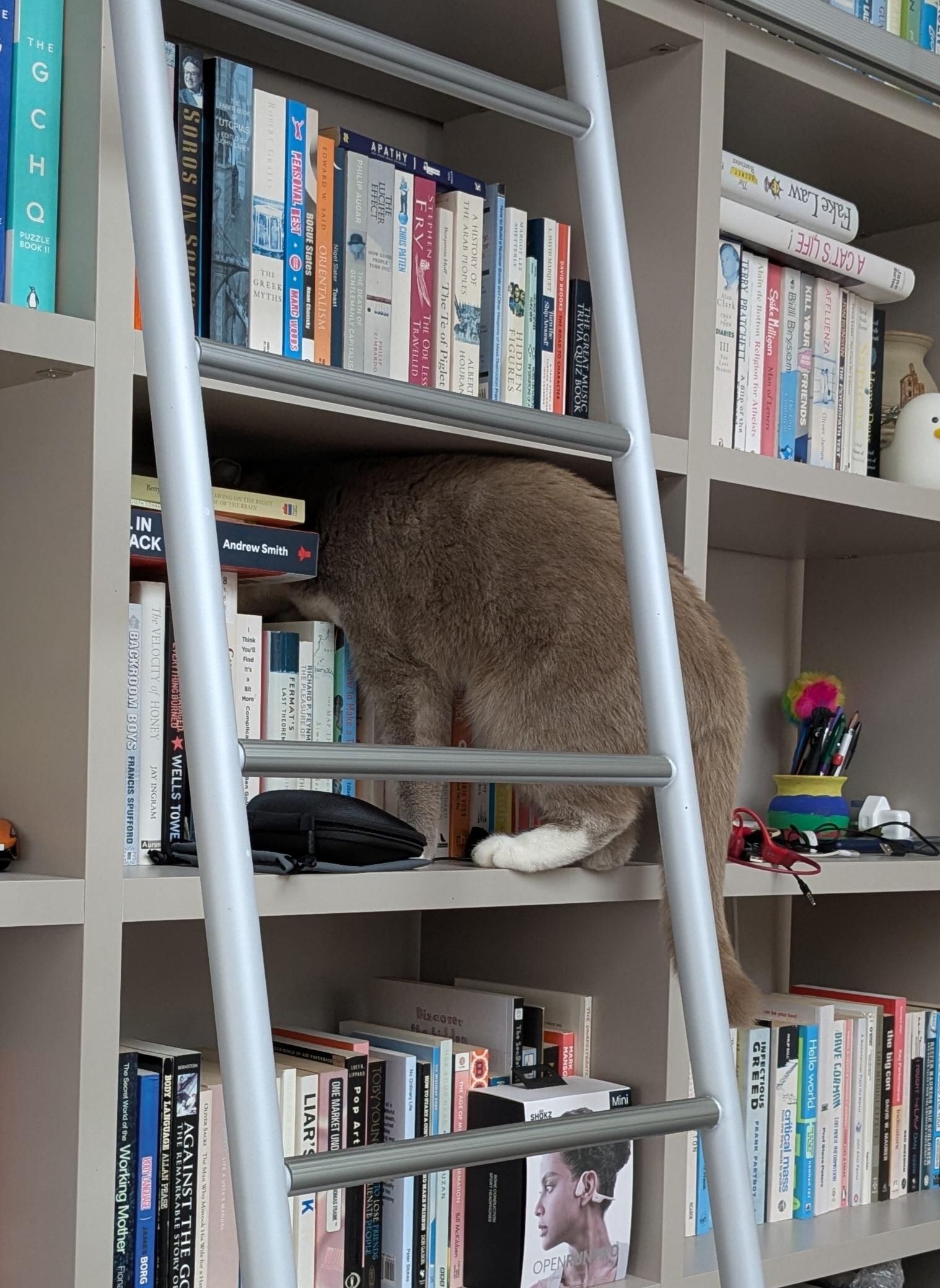 A fluffy grey kitten climbing over books into a bookcase. Only his rear and tail is visible.